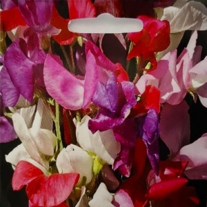 Sweet Pea Royal Family Seeds in Pictorial Packet- Packed in The UK- 30 Seeds