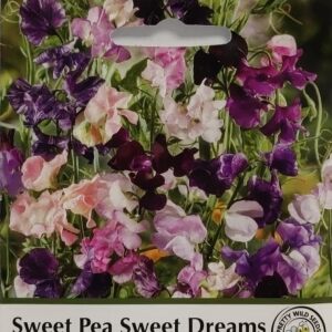 Sweet Pea Sweet Dreams Seeds in Pictorial Packet- 30 Seeds
