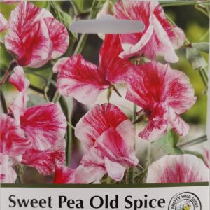 Sweet Pea Old Spice Queen of The Isles in Pictorial Packet- 20 Seeds