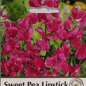 Sweet Pea Lipstick Seeds in Pictorial Packet- 10 Seeds Sweet peas