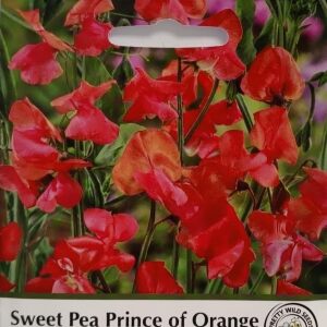 Sweet Pea Prince of Orange in Pictorial Packet- 20 Seeds Sweet peas