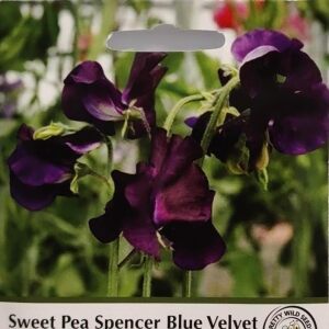 Sweet Pea Spencer Blue Velvet Seeds in Pictorial Packet- 30 Seeds Sweet Peas