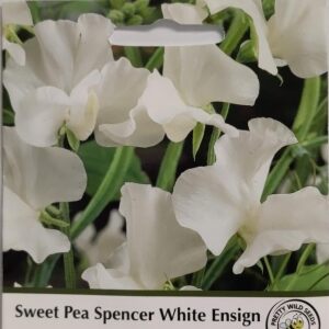 Sweet Pea Spencer White Ensign Seeds in Pictorial Packet- 25 Seeds Sweet Peas