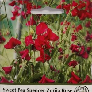 Sweet Pea Spencer Zorija Rose Seeds in Pictorial Packet- 20 Seeds Sweet Peas
