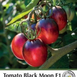Tomato Black Moon F1 Seeds in Pictorial Packet