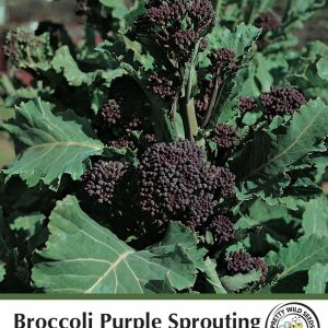 Broccoli Purple Sprouting Seeds in Pictorial Packet