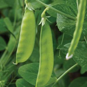 Mangetout Sugar Snow Wind Pod Pea Seeds in Handy Pouch  Sweet & Tasty Pods - 100g
