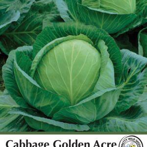 Cabbage Golden Acre Seeds in Pictorial Packet