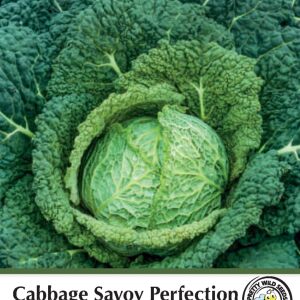 Cabbage Savoy Perfection Seeds in Pictorial Packet
