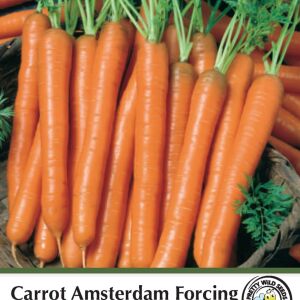 Carrot Amsterdam Forcing Seeds in Pictorial Packet