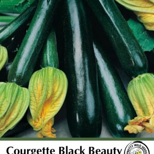 Courgette Black Beauty Seeds in Pictorial Packet - 20 Seeds