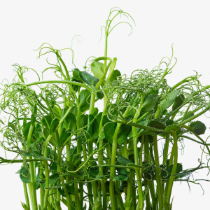 Pea Shoot Seeds Peas
