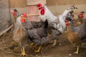 Cream Crested Legbar Hatching Eggs