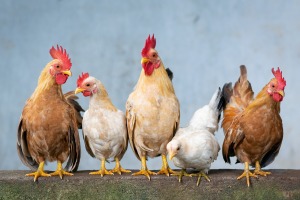 Fertile Chicken Hatching Eggs FREE RANGE Healthy Mixed Crossed Breeds & Sizes