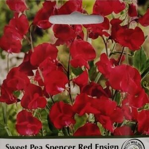 Sweet Pea Spencer Red Ensign Seeds in Pictorial Packet - 25 Seeds